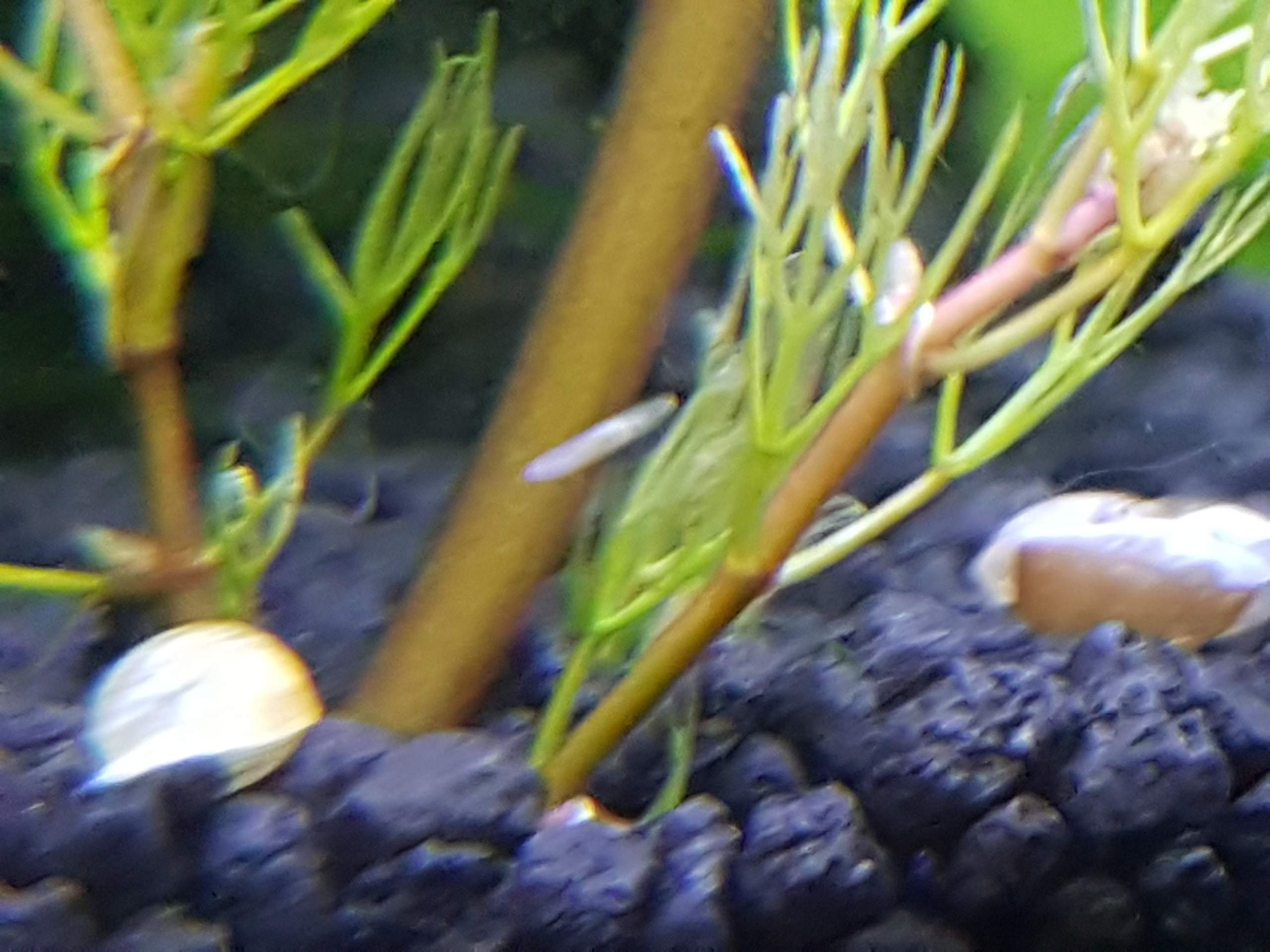 Kleine weiße Tiere im Aquarium? (Aquaristik, Schädlinge)