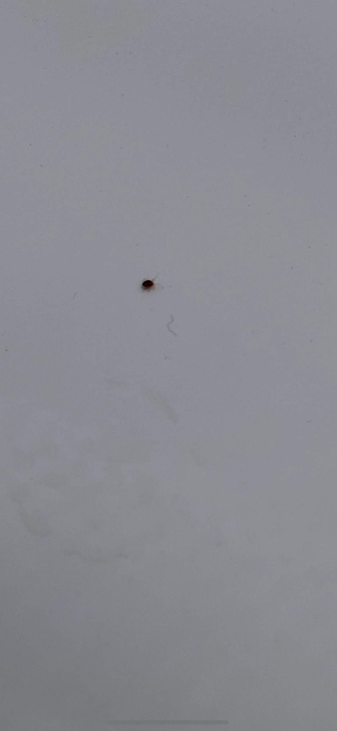Kleine winzige Käfer auf der Fensterbank. Welcher Käfer? (Schädlinge)