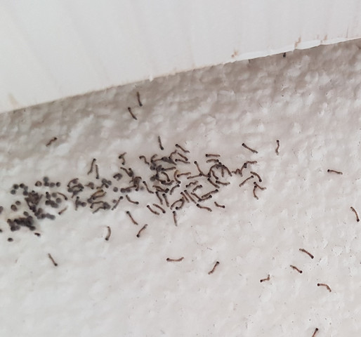 Kleine Wurmchen An Der Wand Haus Insekten Wurmer Kleine Wurmchen An Der Wand Haus Insekten Wurmer
