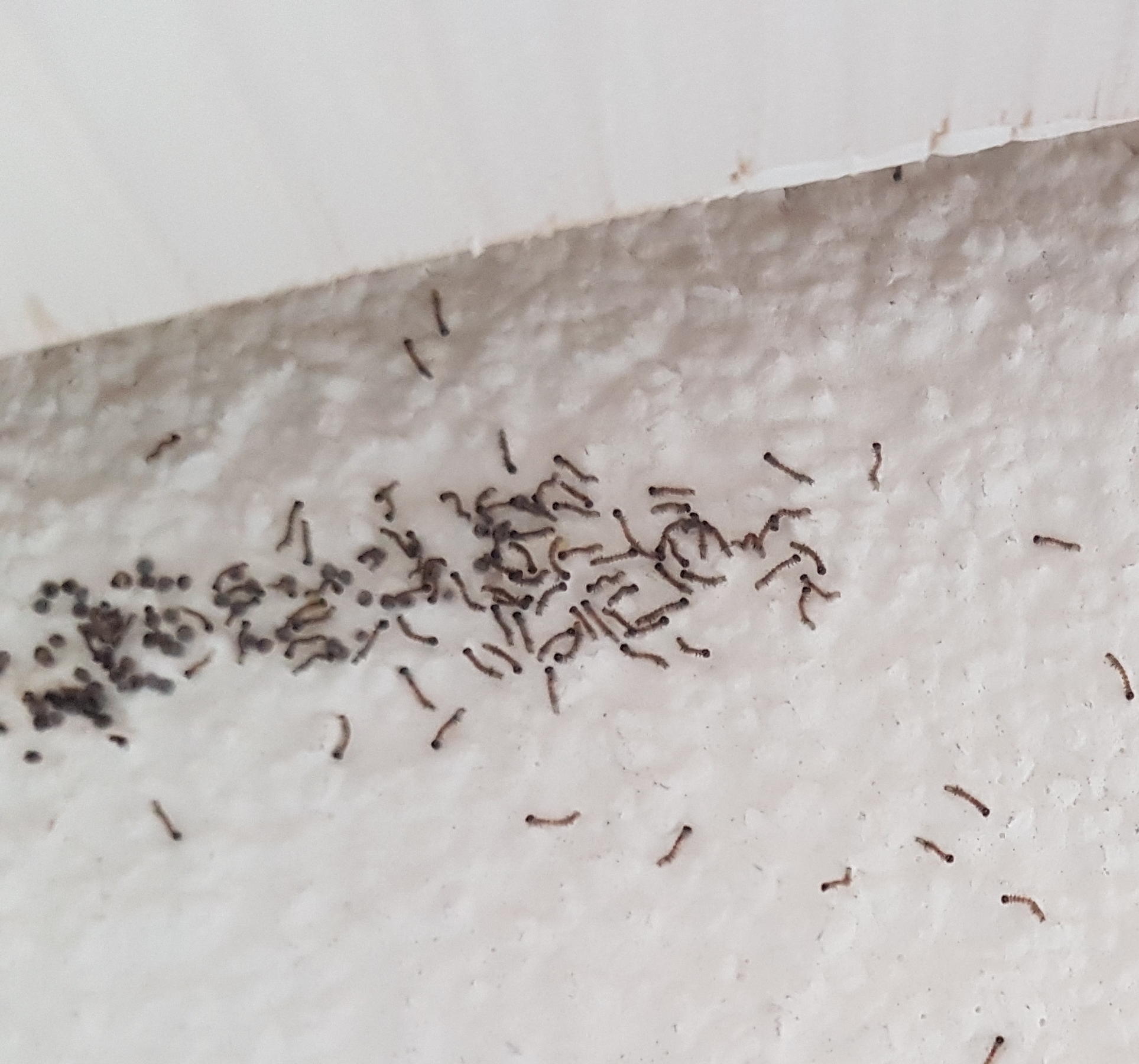 Viele Kleine Fliegen An Der Decke
