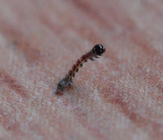 Kleine Wurmer Am Fenster Mit Foto Wohnung Larven