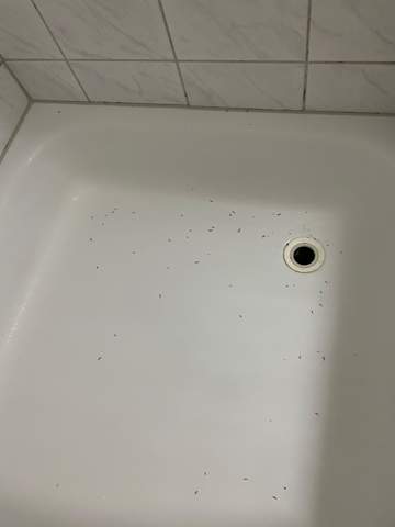 Kleine Würmer in der Dusche?