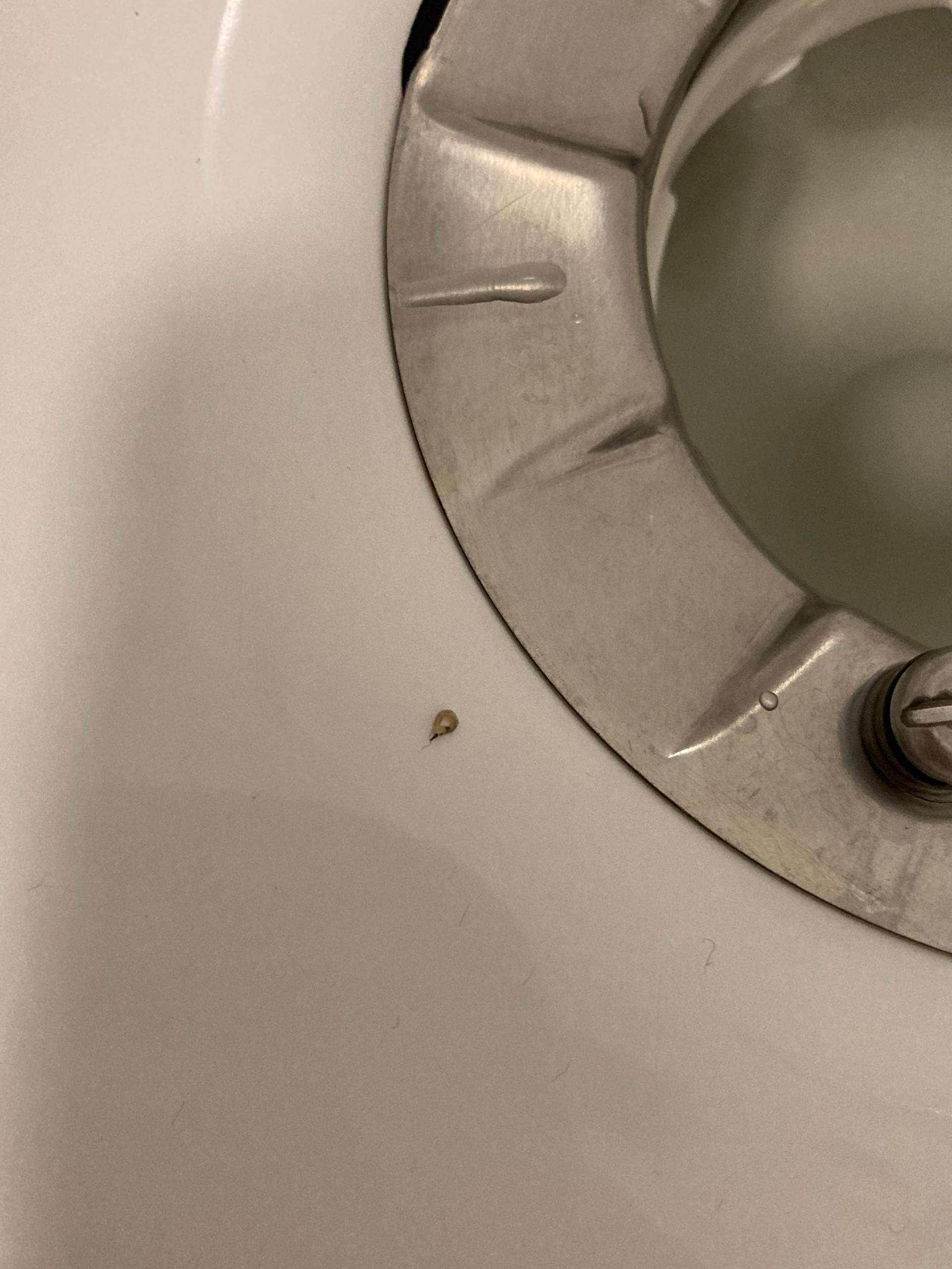 Kleine „Würmer“ in der Dusche/Abfluss? (Schädlinge)