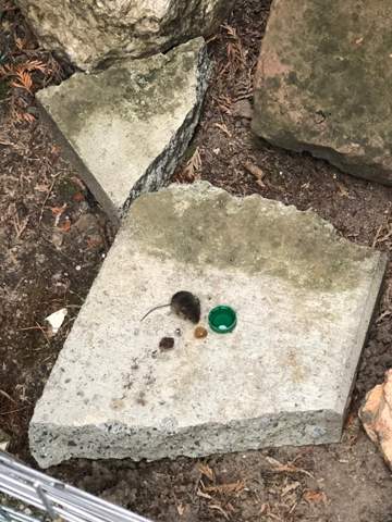 Kleine zitternde Maus im Garten gefunden?