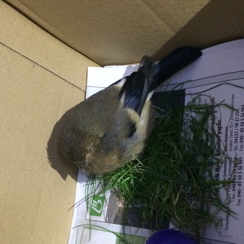 Hier der gefundene Vogel - (Vögel, finden, klein)
