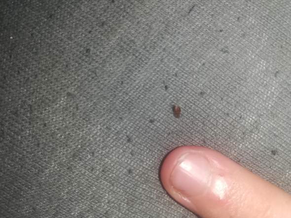 - (Insekten, Käfer)