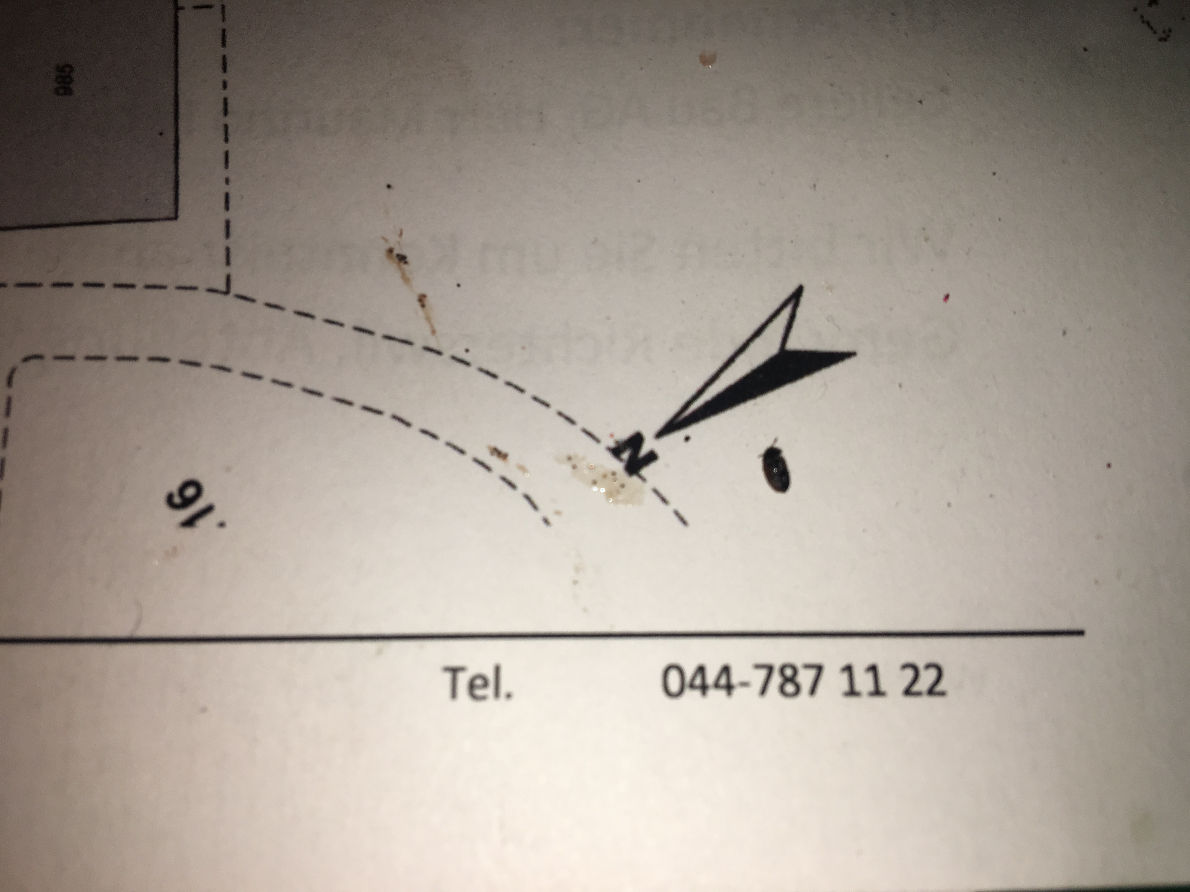 Kleiner brauner Käfer schwarzer Kopf und hellbraune Flügel? (Insekten