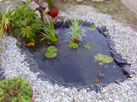 Kleiner Gartenteich...Fische? (Wasser, Wärme, Teich)