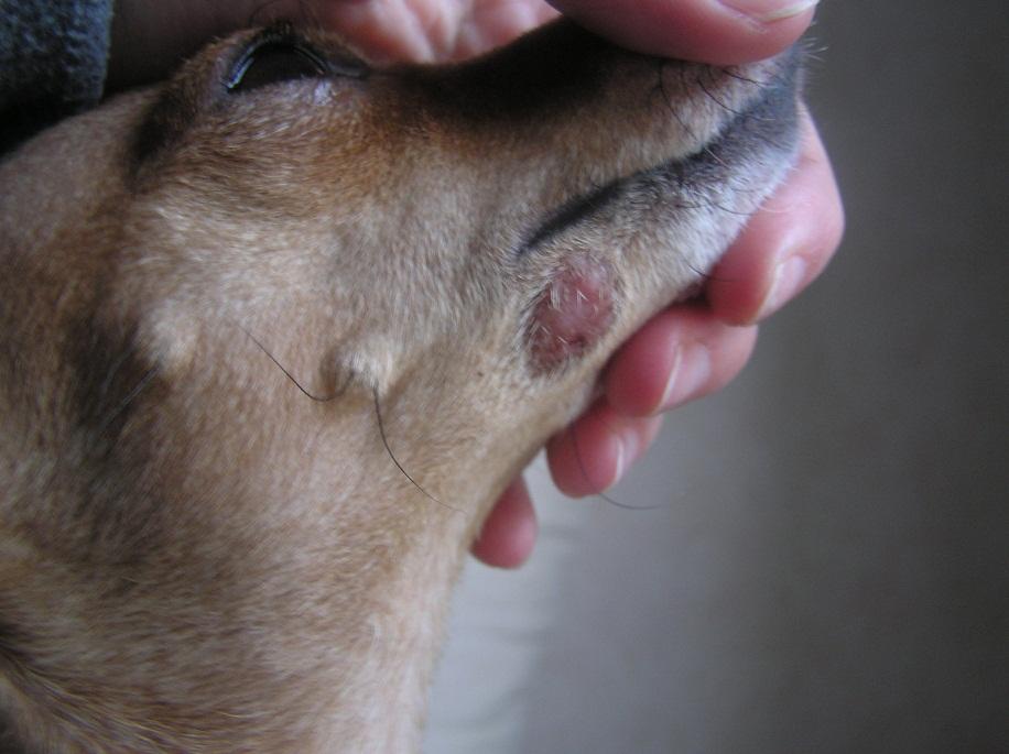 kleiner Hundebiss Heilungsphase (Tierarzt, Bisswunde)