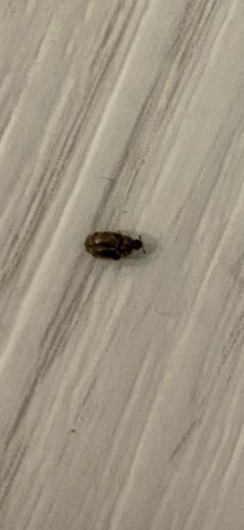 Kleiner Käfer- was ist das?