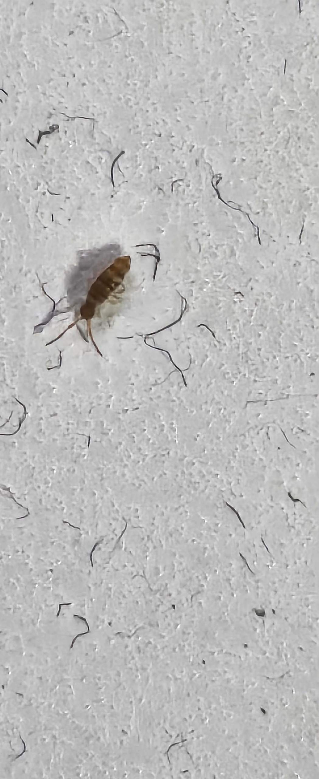 Kleiner Käfer im Keller. Wer weiß was das ist? (Ungeziefer, Insektenbestimmung, ungezieferin
