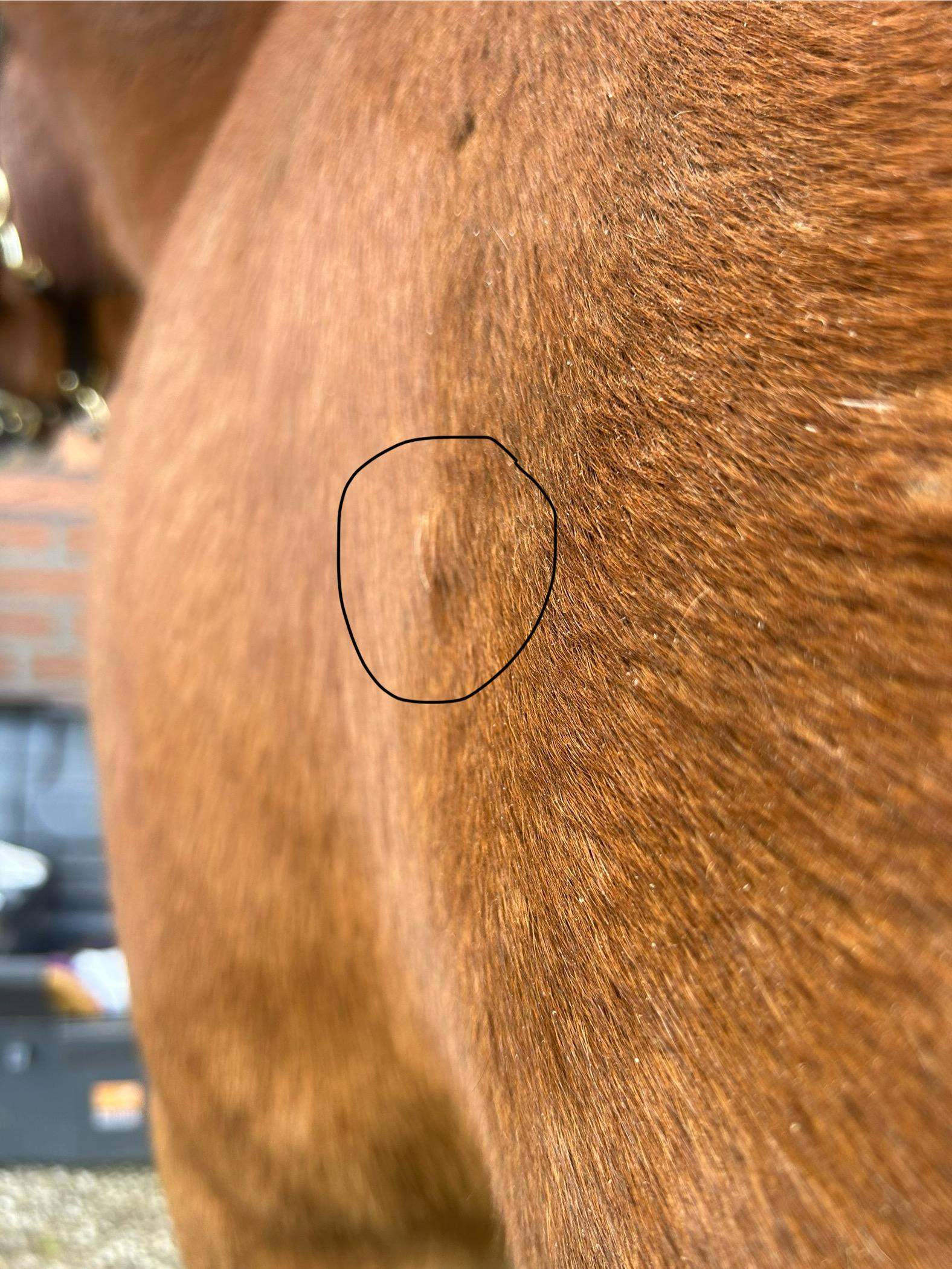 kleiner Knubbel unter der haut Pferd, normales Lipom? (Krankheit