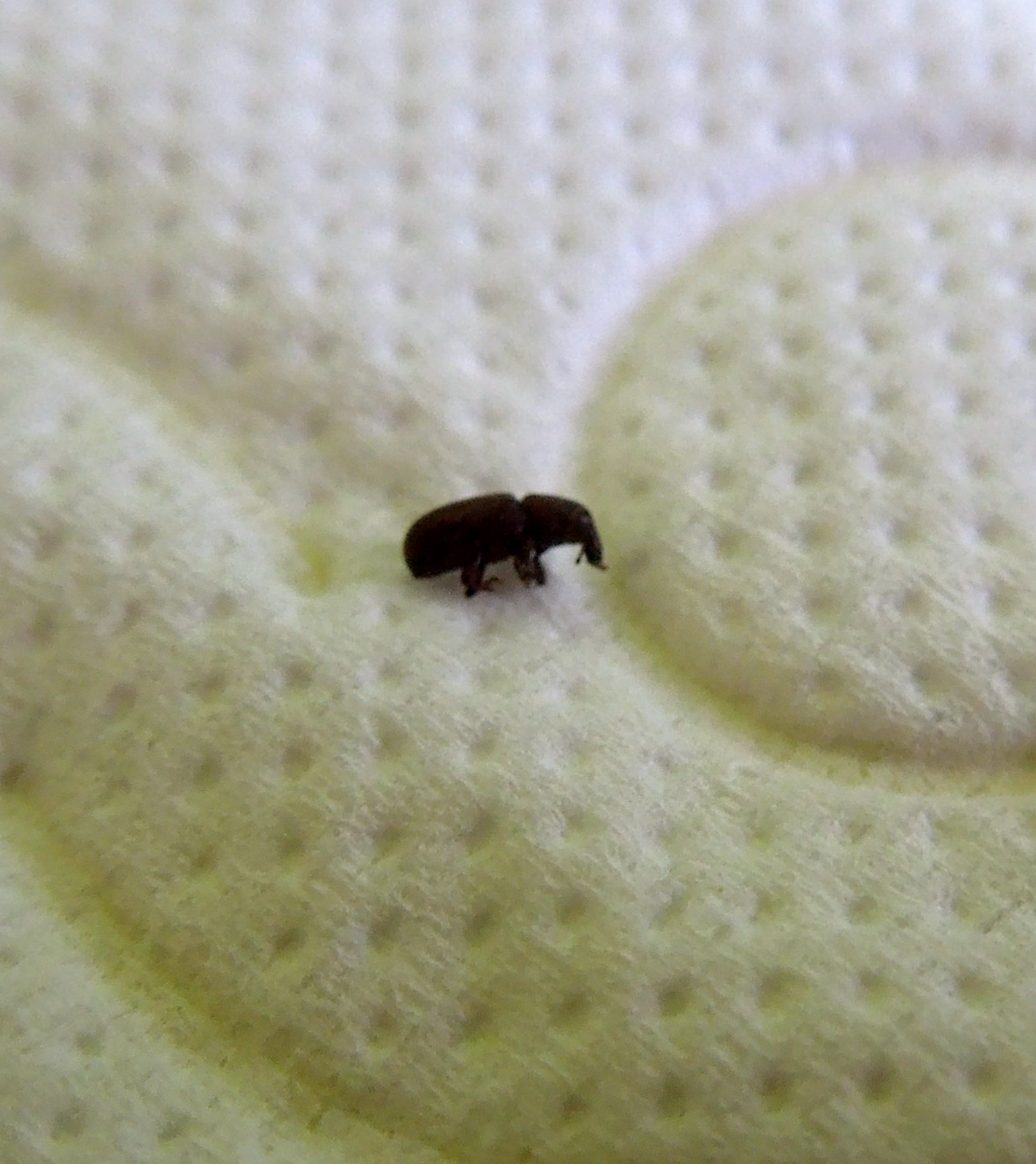 kleiner schwarzer Käfer im Haus (Insekten, Ungeziefer)