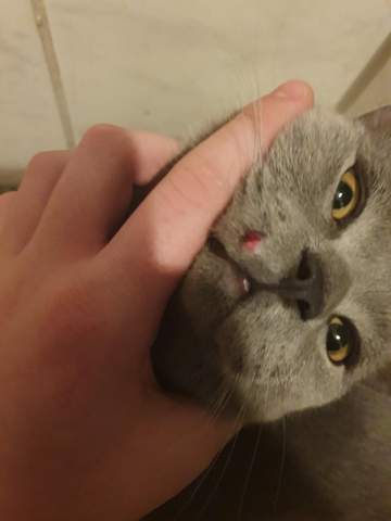 Kleiner Wunde Am Mund Bei Der Katze Schlimm Tierarzt Kleiner Wunde Am Mund Bei Der Katze Schlimm Tierarzt