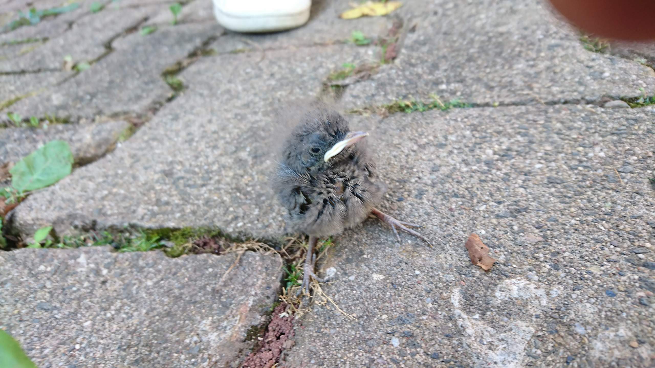 Kleines Baby Küken im Garten gefunden? (Tiere, Vögel, Jungvogel)