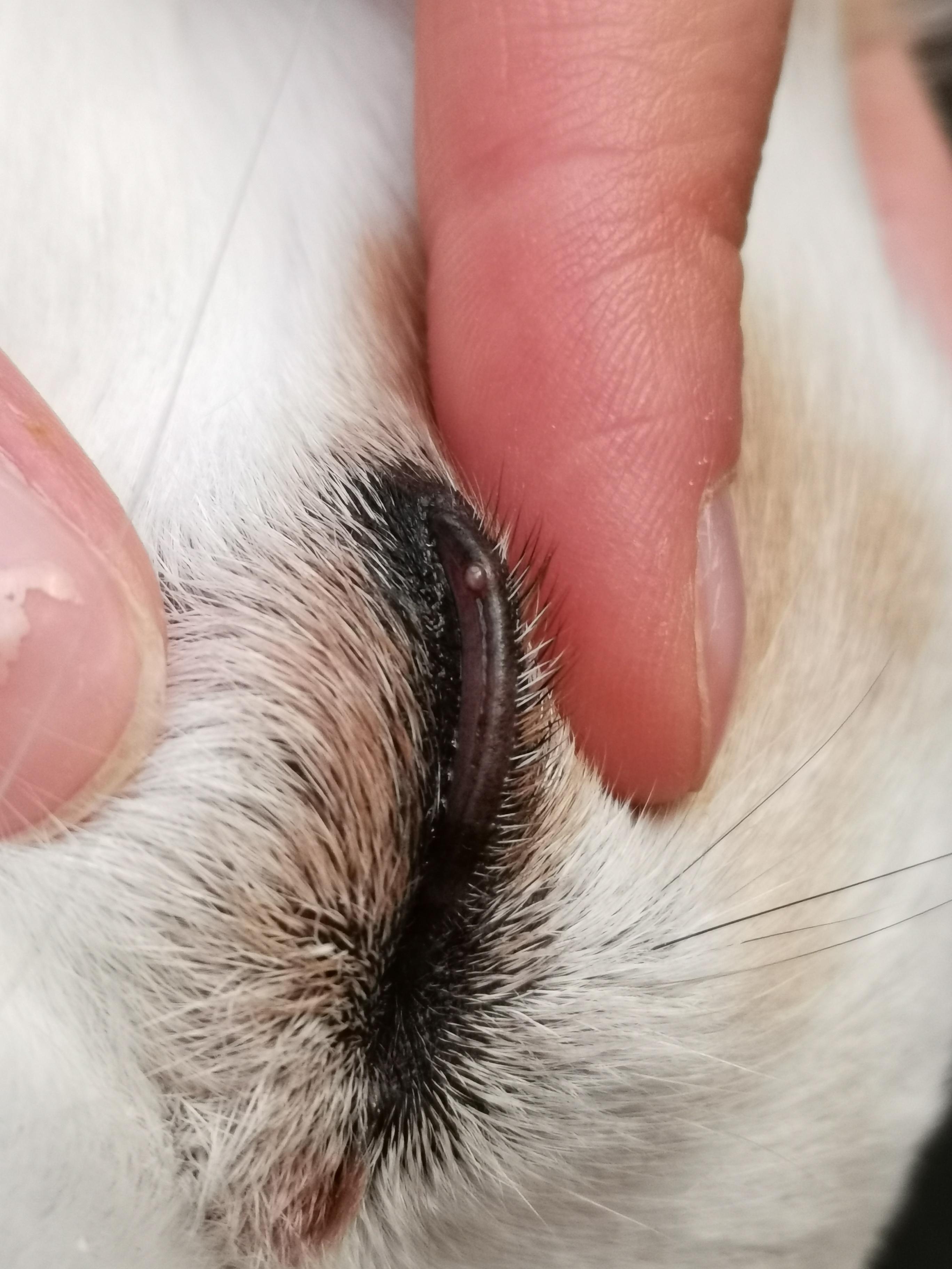 Kleines Blaschen Am Augenlid Meines Hundes Tiere Hund Augen Kleines Blaschen Am Augenlid Meines Hundes Tiere Hund Augen