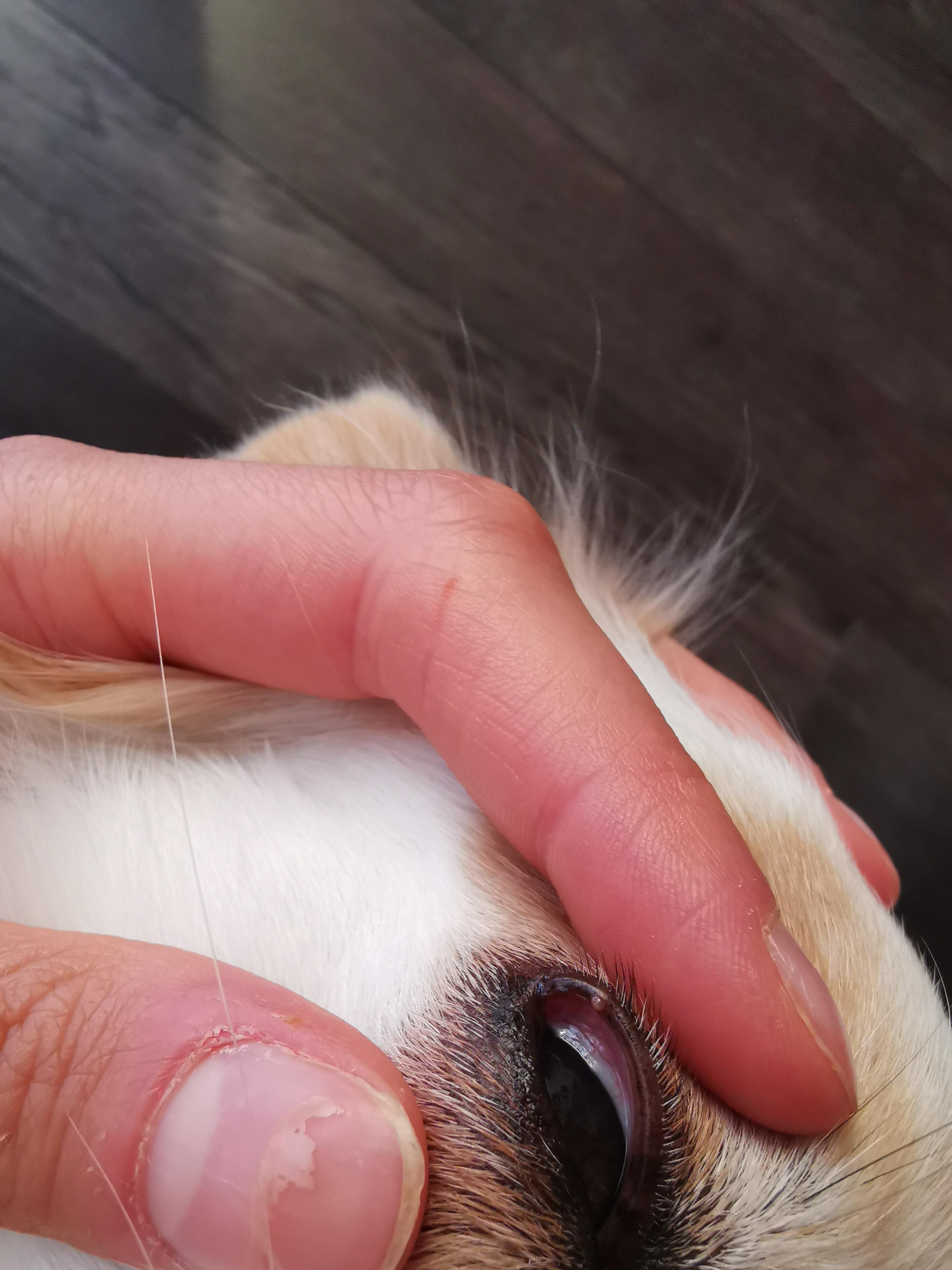 Kleines Bläschen am Augenlid meines Hundes? (Tiere, Hund, Augen)