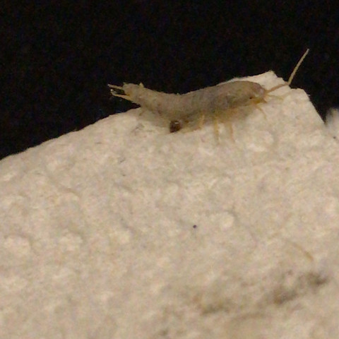 Kleines Langliches Schimmerndes Krabbeltierchen Im Bad Was Ist Das Gesundheit Und Medizin Tiere Badezimmer