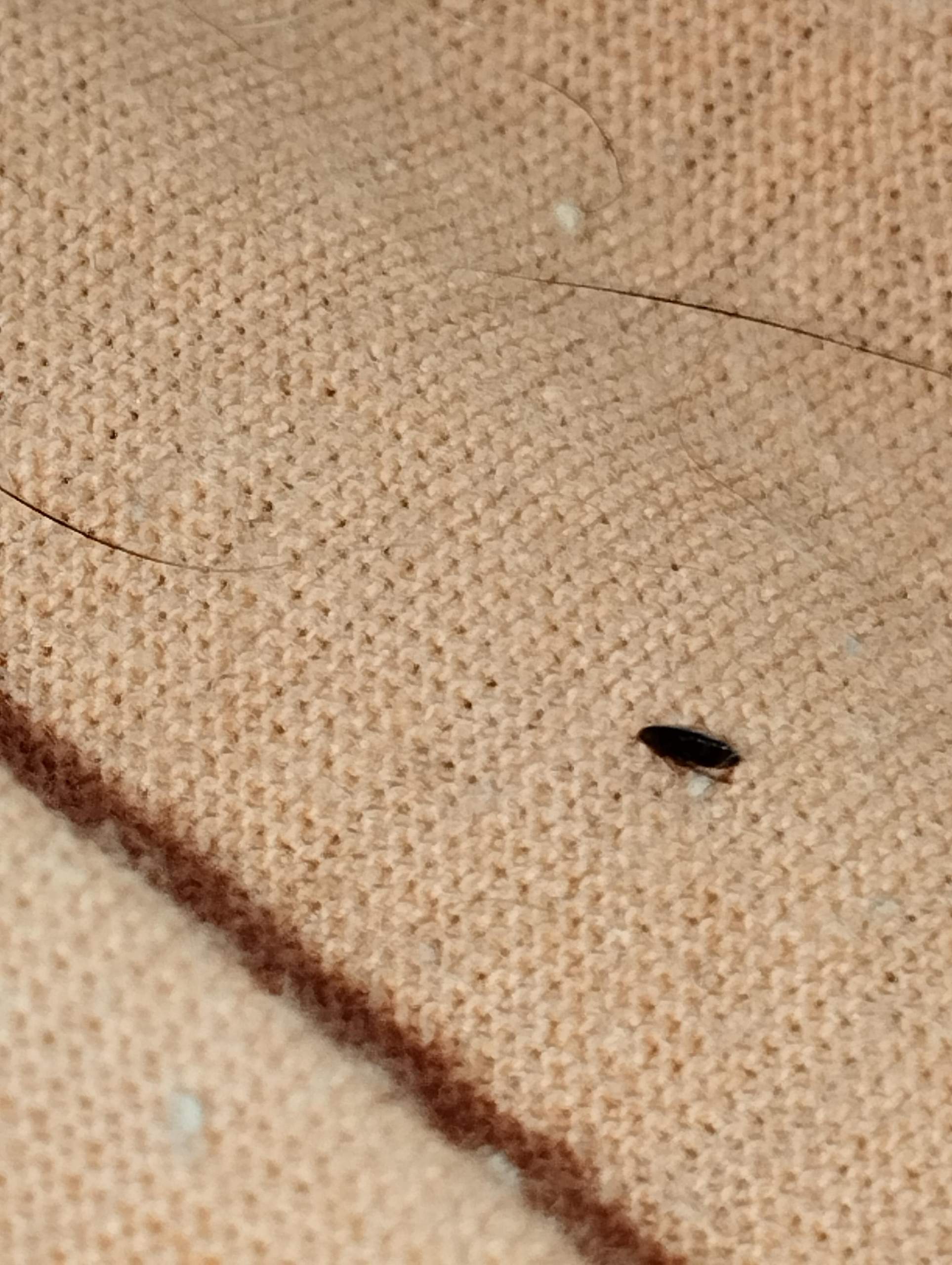 Kleine Insekten In Der Kuche