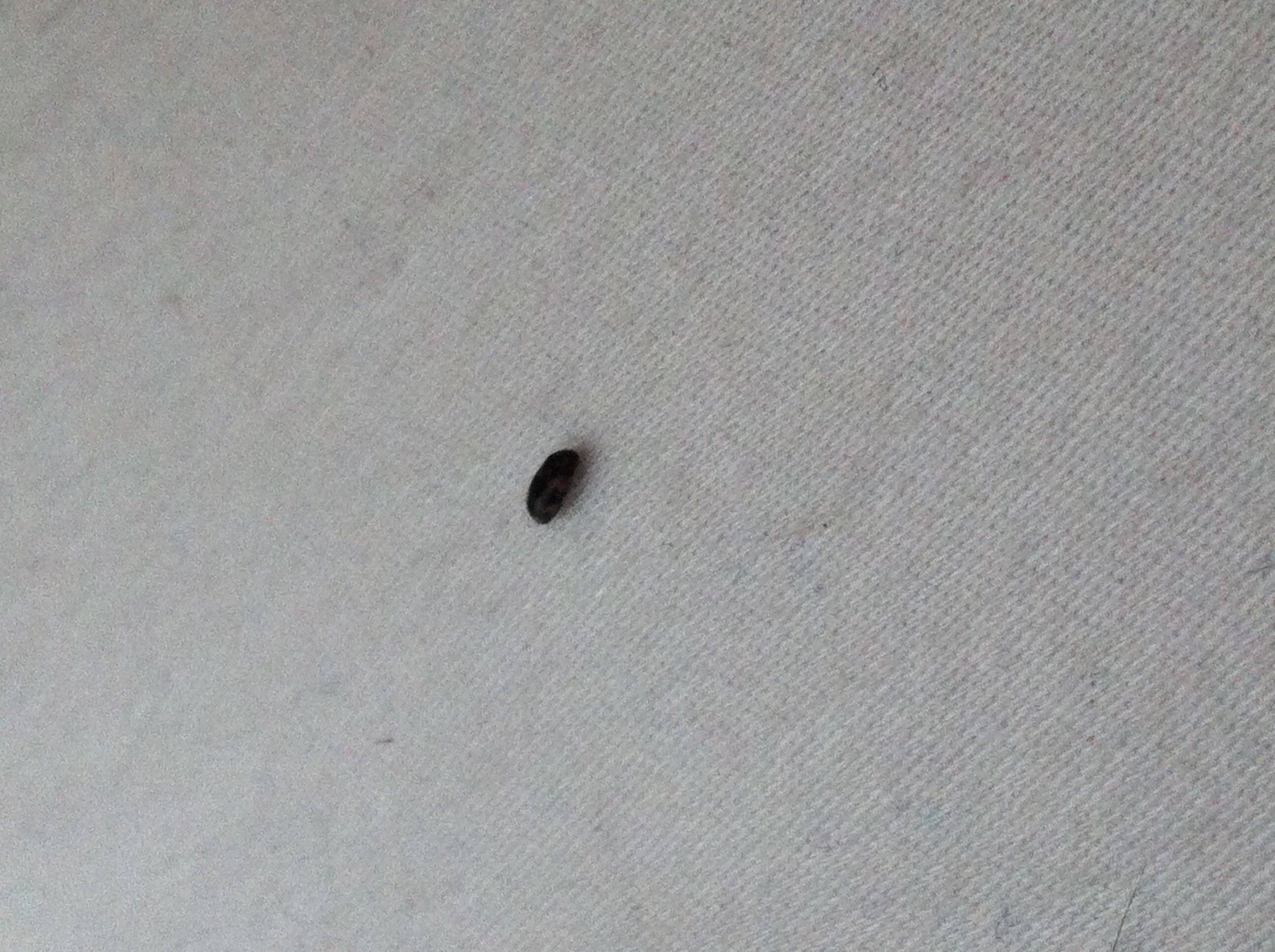 kleines schwarzes käfer ähnliches insekt? (Insekten ...