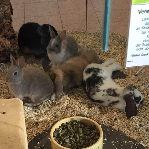 Einige von den Kaninchen - (Haustiere, Kaninchen, Maus)