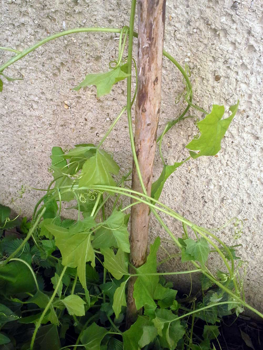Die Höhe Einer Kletterpflanze In Metern Zur Zeit T Handelt es sich hier um eine Kletterpflanze, um Unkraut oder eine