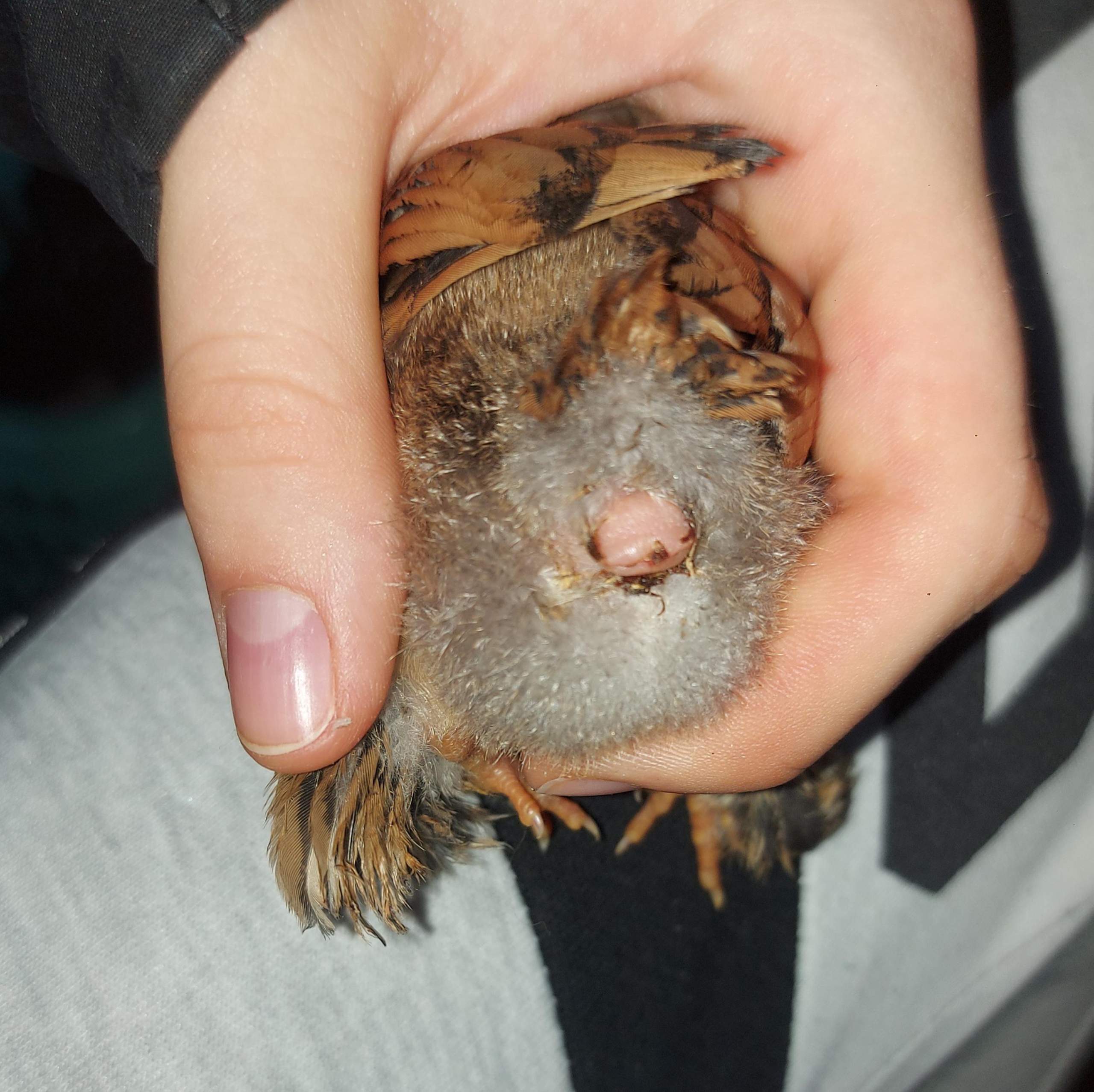 Kloake meines Küken herausgestülpt. Was tun? (Krankheit, Tierarzt, Huhn)