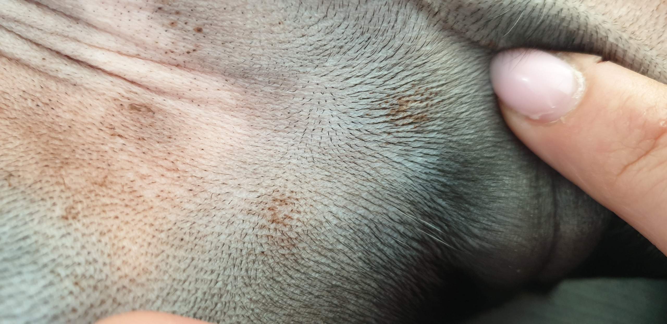 Knennt sich jemand mit Welpenakne aus? (Hund, Haustiere, Pickel)