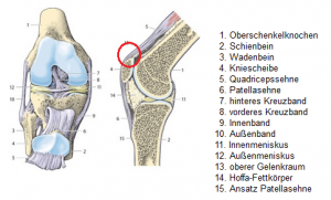 Was Kann Die Ursache Fur Knieschmerzen Oberhalb Der Kniescheibe Sein Gesundheit Medizin Was Kann Die Ursache Fur Knieschmerzen Oberhalb Der Kniescheibe Sein Gesundheit Medizin