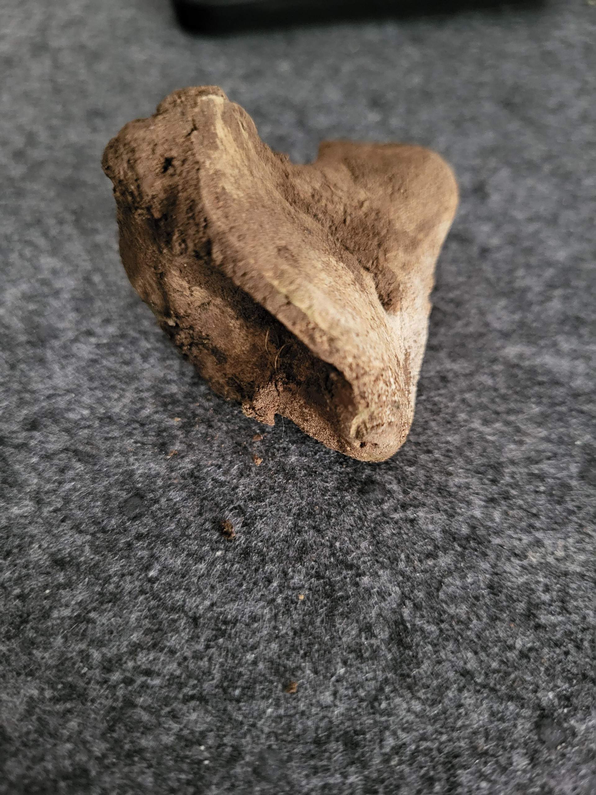 Knochen im Garten? (Gartenarbeit, Unkraut)