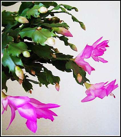 Knospen Fallen Ab Warum