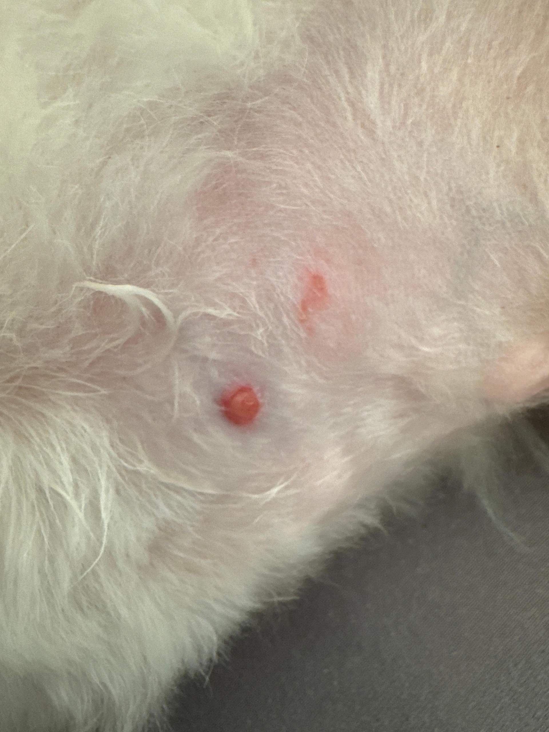 Knubbel am Bauch? (Gesundheit, Tierarzt, Tiermedizin)
