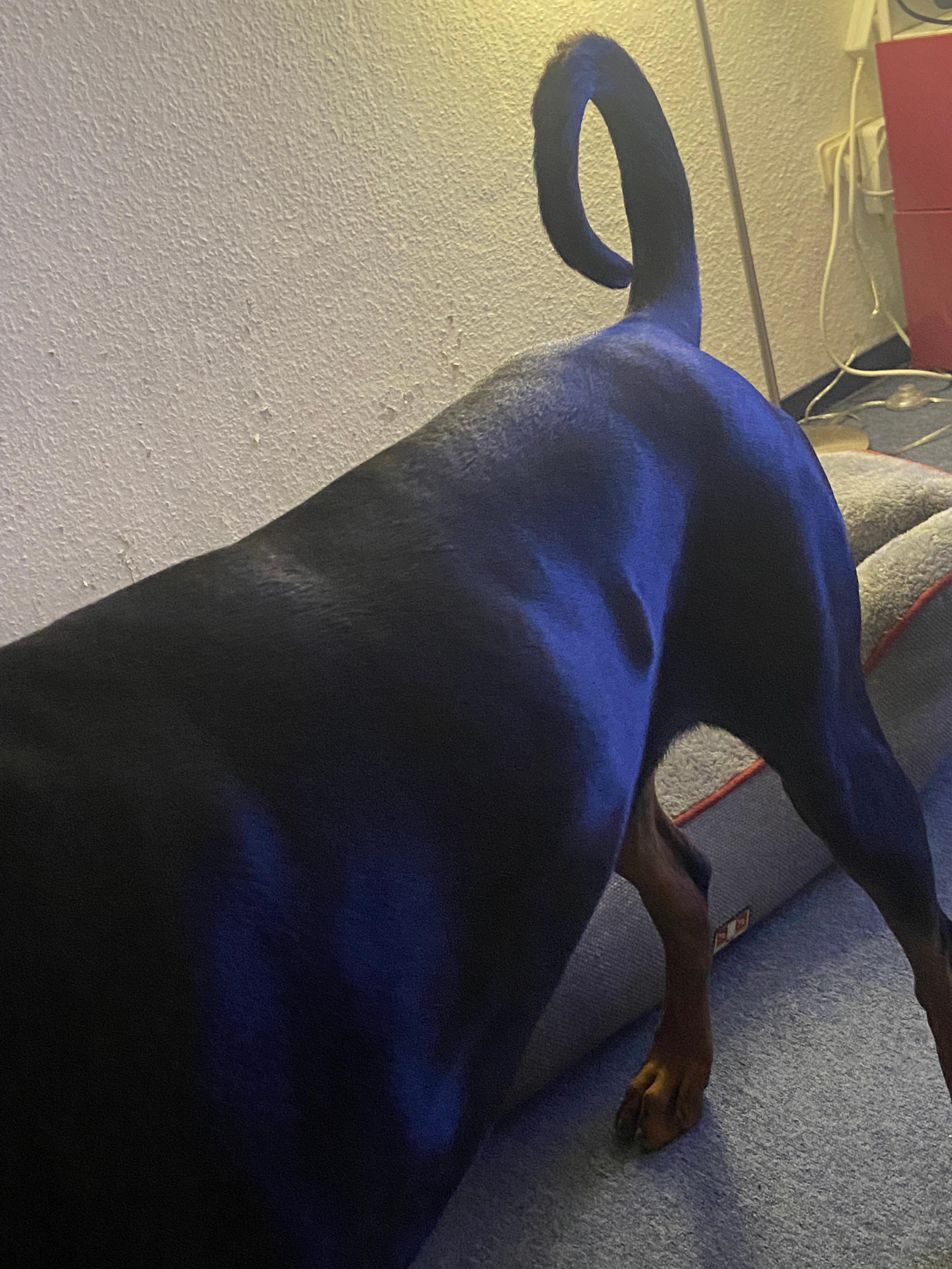 Knubbel auf den linken Rippen bei meinem Hund? (Gesundheit)