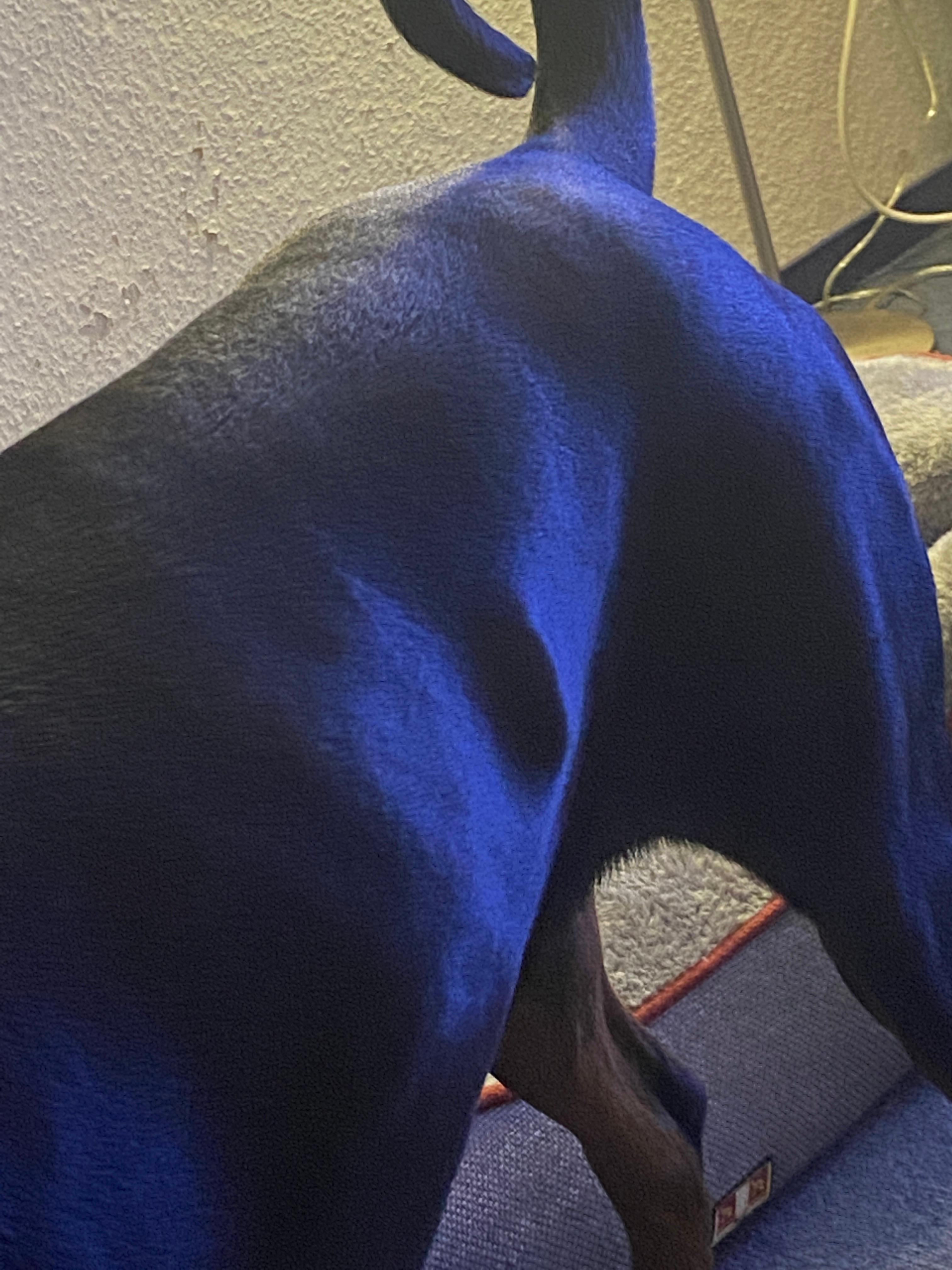 Knubbel auf den linken Rippen bei meinem Hund? (Gesundheit)