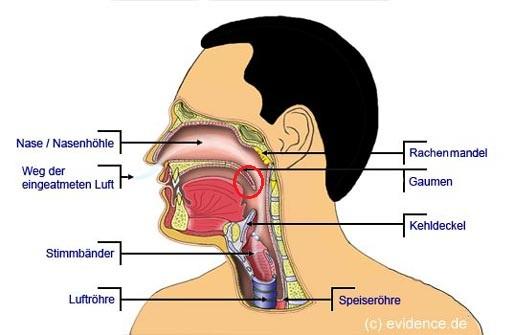 Knubbel Im Hals Schluckbeschwerden Halsschmerzen Schlucken Knubbel Im Hals Schluckbeschwerden Halsschmerzen Schlucken
