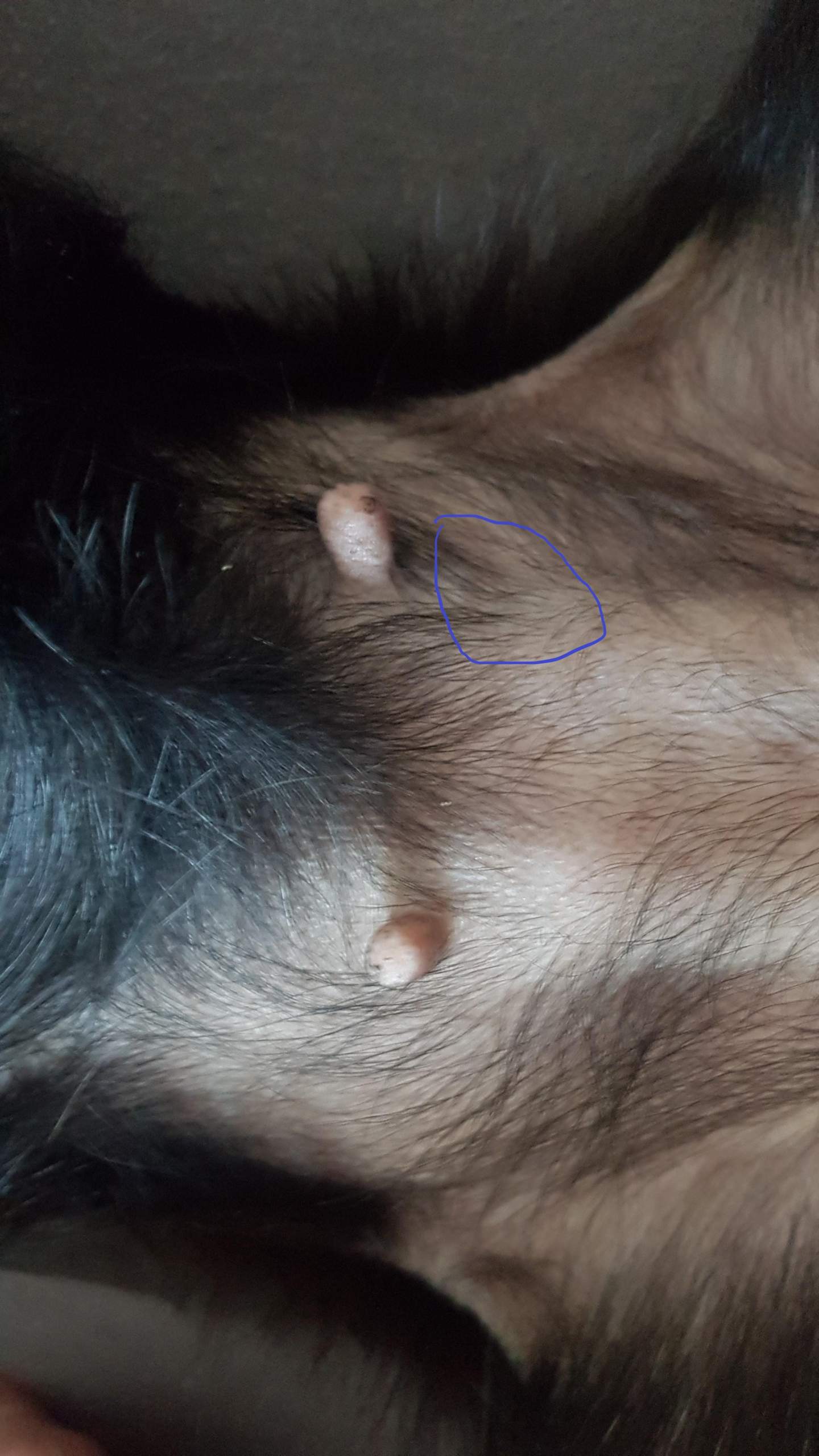 Knubbel unter der haut an der blaumakierten stelle? (Hund, Knubbel