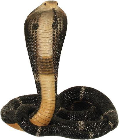 kobra - (Haustiere, Schlangen, 6 Jahre)
