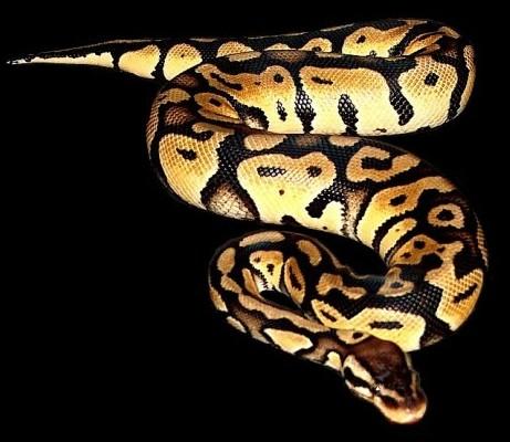 königspython - (Haustiere, Schlangen, 6 Jahre)