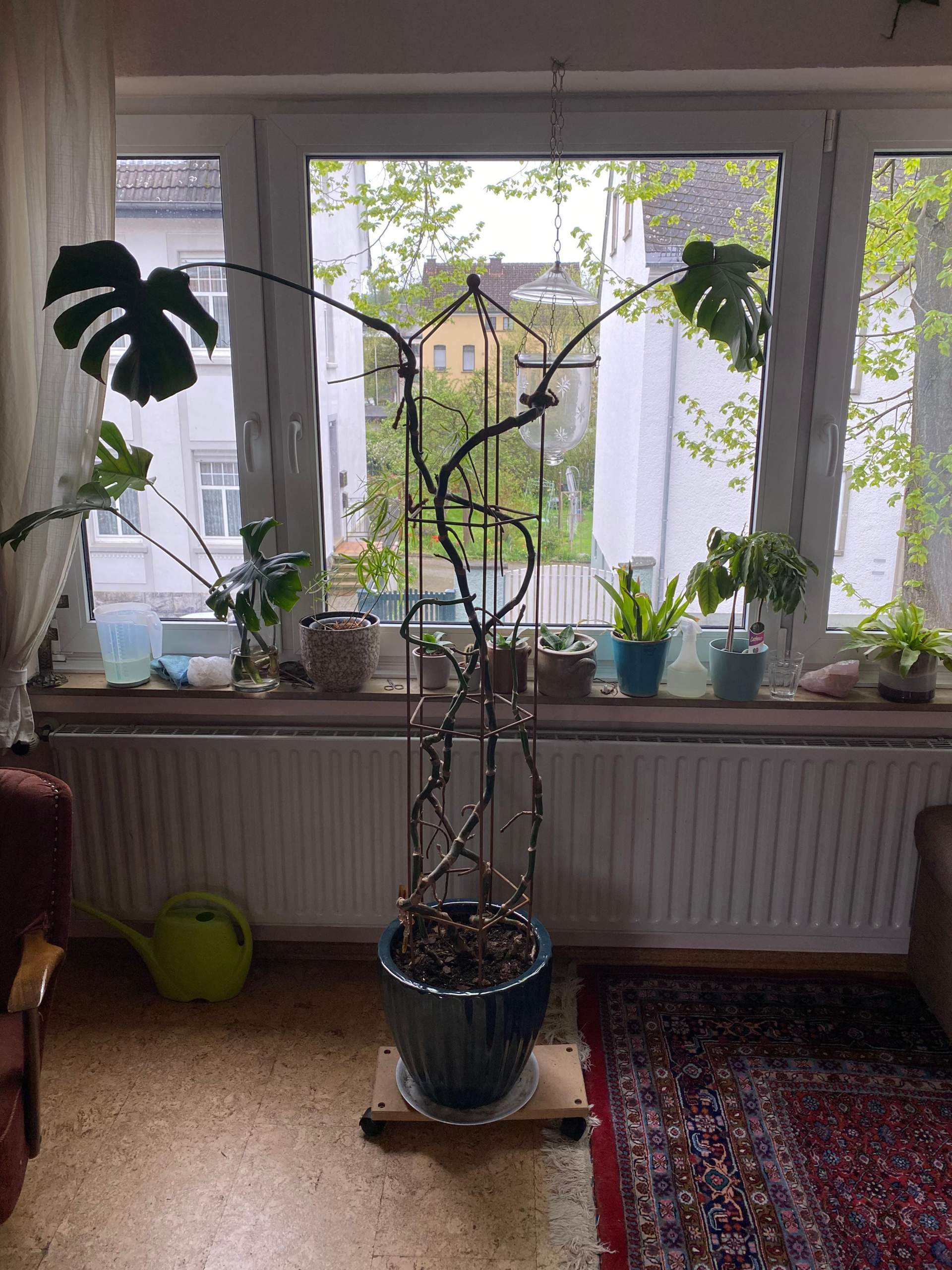 Knnen an einer Monstera die Bltter unten nachwachsen? (Zimmerpflanzen,  wachsen, umtopfen)