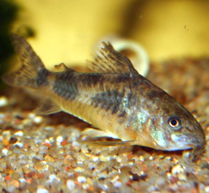 Können Aquariumwelse platzen? (Fische, Aquarium, Übergewicht)