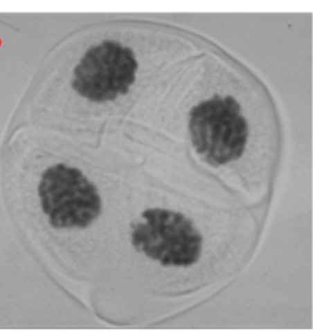 Können die in dieser Abbildung dargestellten Zellen eine Meiose durchlaufen? Warum?