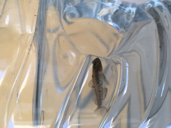 Ich hoffe man sieht es gut - (Fische, überleben, Salzwasser)