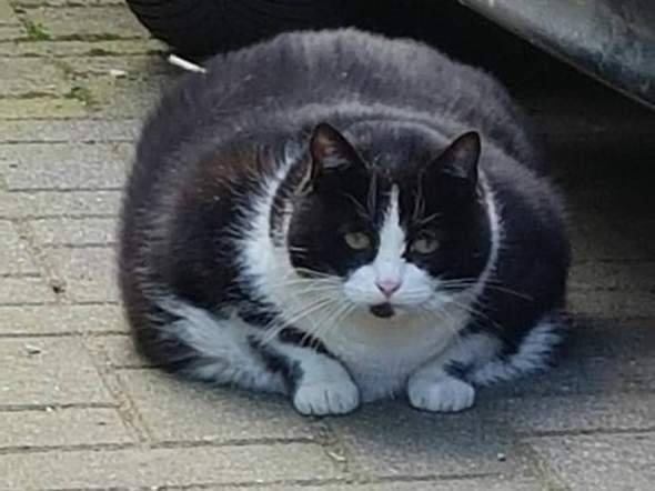 - (Tiere, abnehmen, Katze)