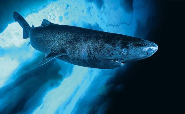 Können Grönlandhaie wirklich 500 Jahre alt werden?