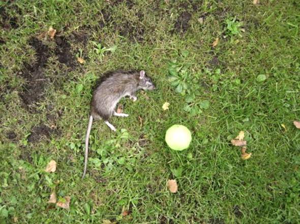 Ratte mit Tennisball - (Katze, Ratten, Rattengift)