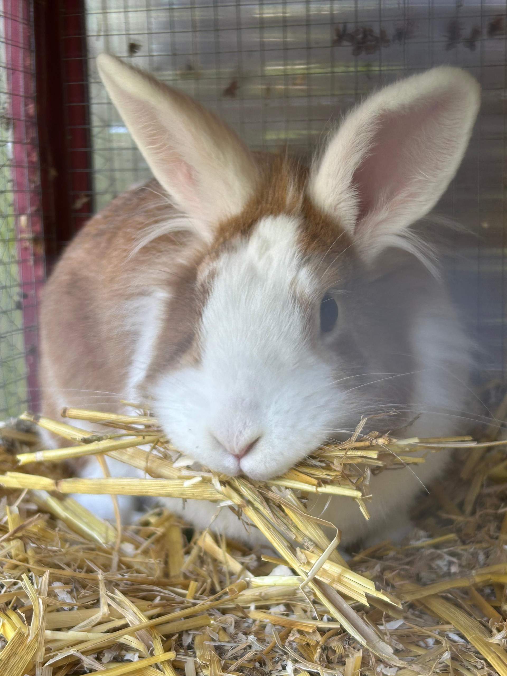 Wie Lange Ist Ein Kaninchen Schwanger Können Männliche Kaninchen Weibchen schwängern auch wenn die kastration