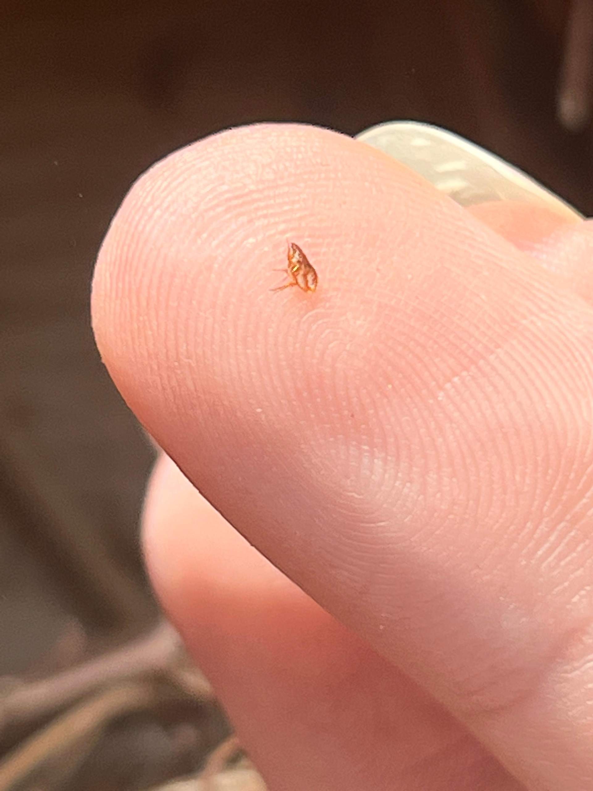 Können Menschen Flöhe haben? (Insekten, Ungeziefer, Parasiten) Können Menschen Flöhe haben? (Insekten, Ungeziefer, Parasiten)