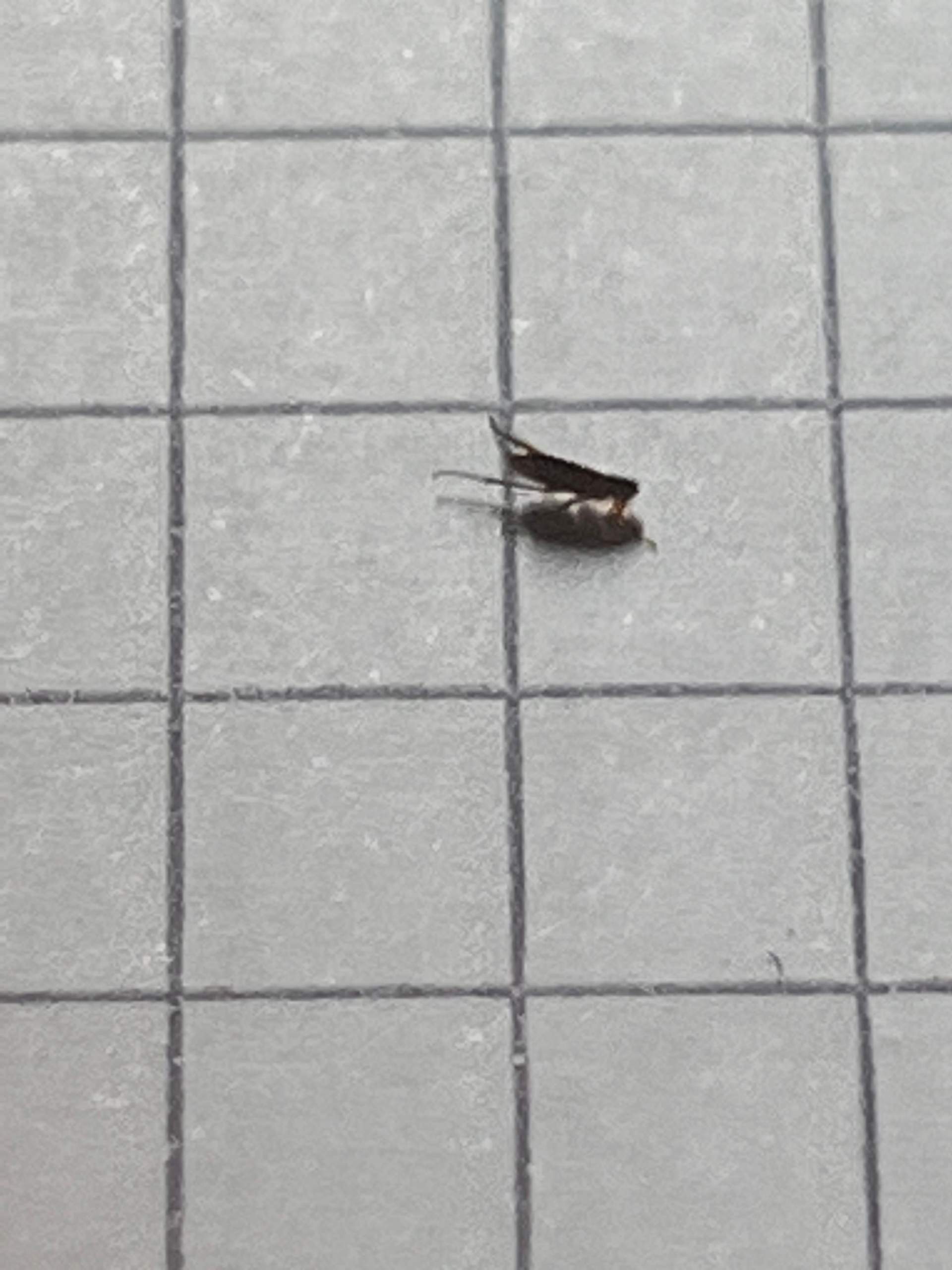 Können Menschen Flöhe haben? (Insekten, Ungeziefer, Parasiten)