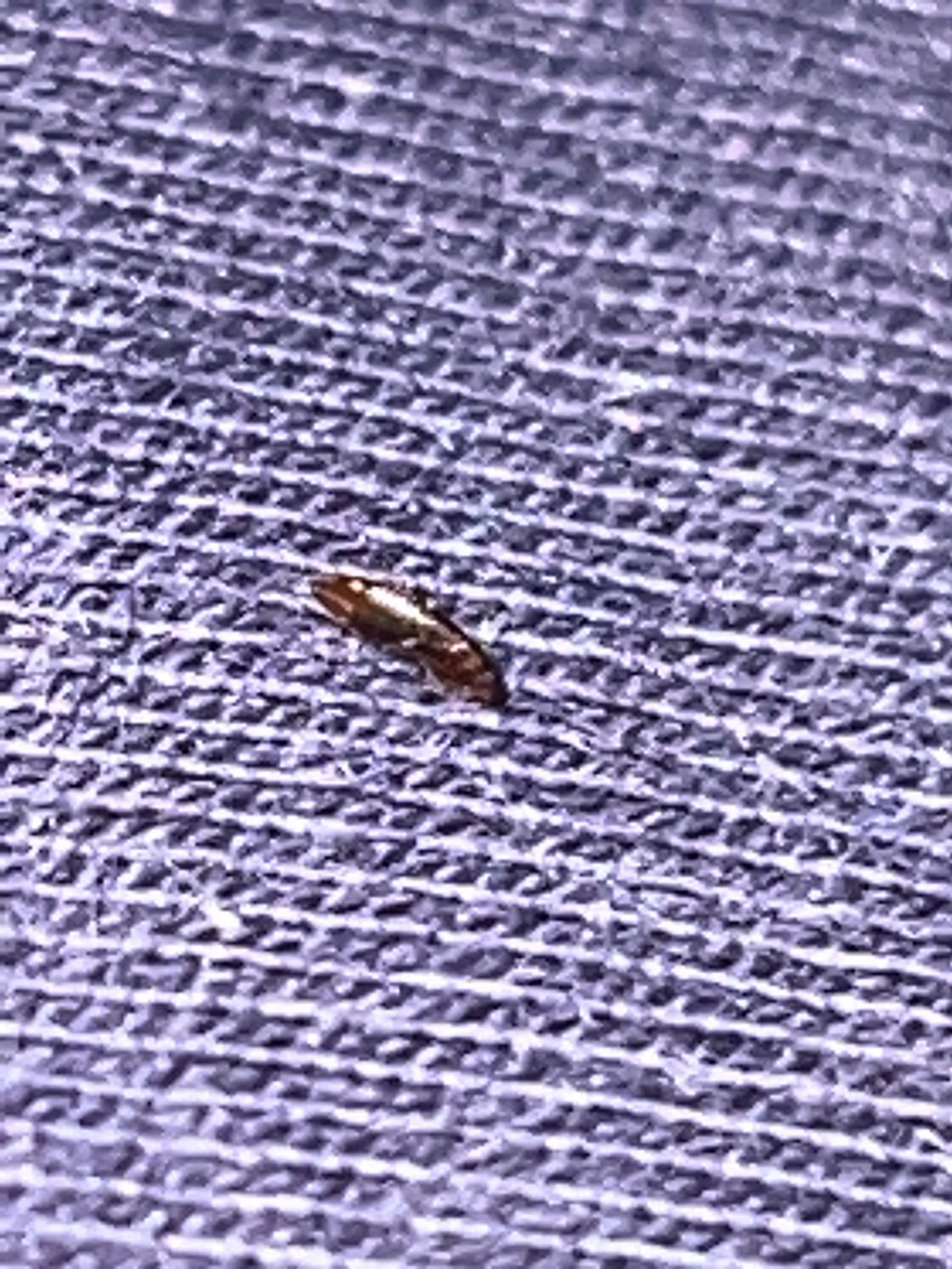 Können Menschen Flöhe haben? (Insekten, Ungeziefer, Parasiten)