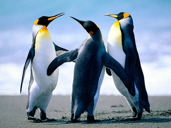 Können Pinguine wirklich nicht fliegen, oder sind sie einfach nur faul? ( Pinguin)